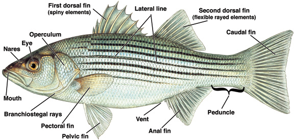 Fish Fins Labeled