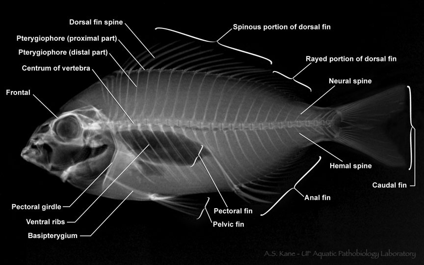 Fish Bone Anatomy