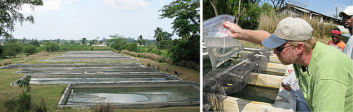 fish ponds