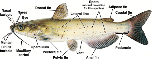 Guide to finfish lesions