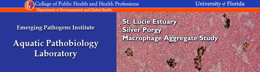 macrophage study header